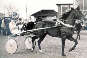 Lento H is paard van het jaar 1973, foto NDR Museum